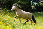 trotting Icelandic horse