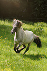 galloping Icelandic horse