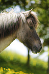 Icelandic horse Portrait