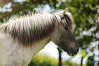 Icelandic horse Portrait