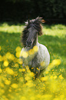 galloping Icelandic horse