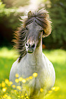 Icelandic horse Portrait