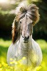 Icelandic horse Portrait