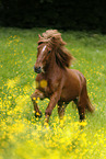 galloping Icelandic horse