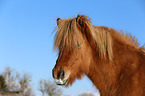 Icelandic horse Portrait