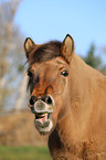 Icelandic horse Portrait