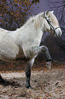 Icelandic horse