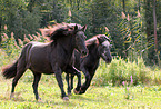 galloping Icelandic horses