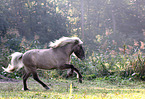 galloping Icelandic horse