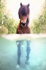 bathing Icelandic horse
