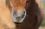 Icelandic horse mouth