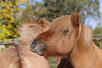 2 Icelandic horses