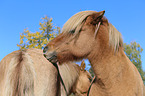 2 Icelandic horses