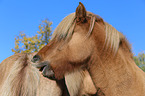 2 Icelandic horses