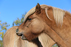 2 Icelandic horses