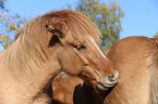 2 Icelandic horses