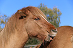 2 Icelandic horses