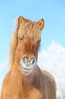 Icelandic horse portrait