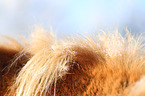 Icelandic horse fell