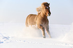 galloping Icelandic horse