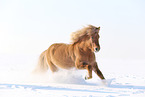 galloping Icelandic horse