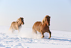 2 Icelandic horses