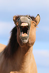 Icelandic horse portrait