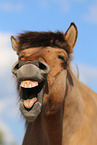 Icelandic horse portrait