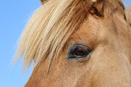 Icelandic horse eye