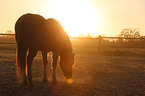 Icelandic horse at sunset