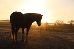 Icelandic horse at sunset