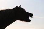 Icelandic horse at sunset