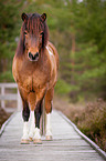 Icelandic horse