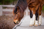 Icelandic horse