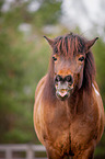 Icelandic horse portrait