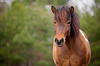 Icelandic horse portrait