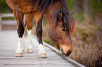 Icelandic horse