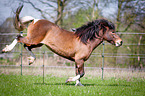 kicking Icelandic horse