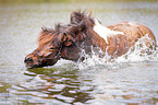 bathing Icelandic horse