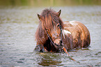 bathing Icelandic horse