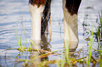 bathing Icelandic horse