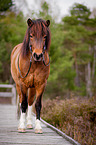 Icelandic horse