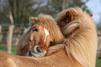 2 Icelandic Horses