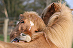 2 Icelandic Horses