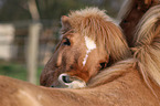 2 Icelandic Horses