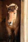 Icelandic Horse