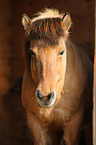 Icelandic Horse