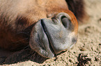 Icelandic Horse mouth