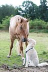 Icelandic Horse and Labradoodle