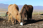 Icelandic Horses